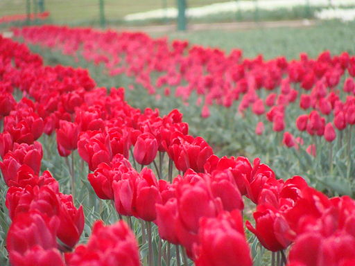 Red tulips in bloom