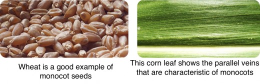 Wheat photo commons.wikimedia.org, corn leaf publicdomainpictures.net