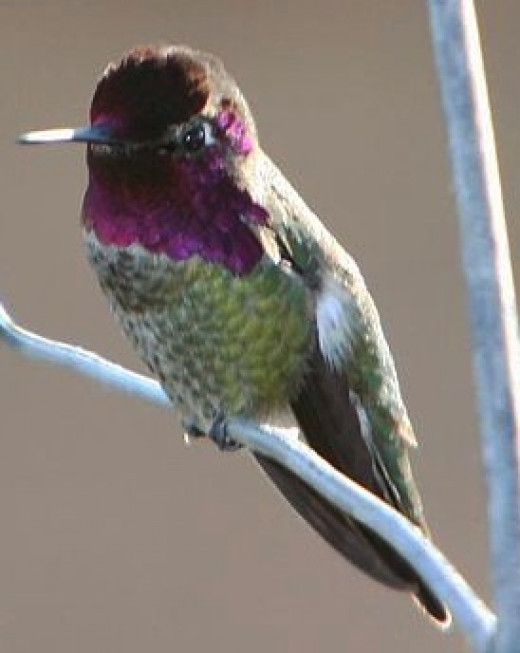 hummingbirds natures own helecopter hubpages hummingbirds natures own helecopter hubpages