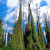 Cypress Climbing Ferns in the Everglades. These climbers help fires destroy otherwise indestructible trees because of their height.