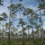 Pine trees in the Florida Everglades