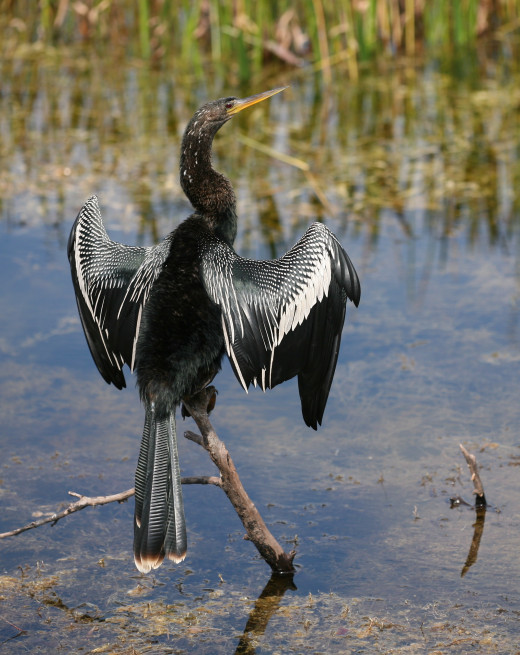 Male Anhinga species to be found in the Everglades
