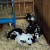 Baby goats! Baby goats!