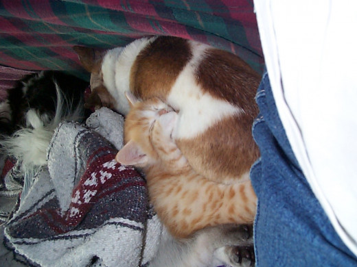 Zeke cuddled up with Chihuahua Maggie Mae