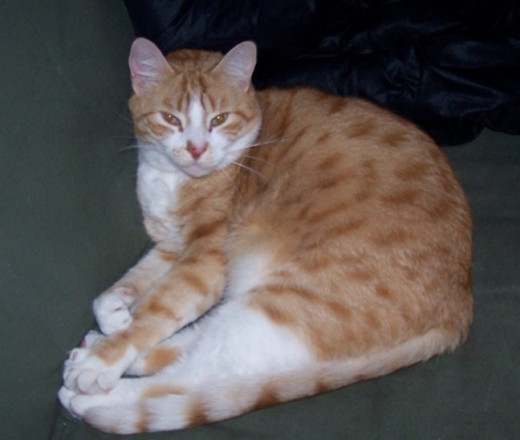 Full grown, spotted orange tabby Zeke