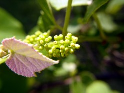 Parts of a Grapevine