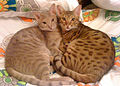 Read about ocicat breed on Wikepedia...Zekes combination of stripes and spots is a very much like the light colored cat on the left here.