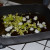 Add celery and onion to bacon fat. Add celery and onion to bacon fat.