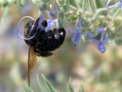 Photo by Lisa Howard. Taken with a Panasonic DMC-FZ200 24x superzoom compact camera.