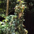 Tree lady walking around the park Tree lady walking around the park