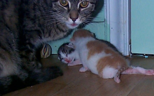Garbo watching litter carefully during crawling state