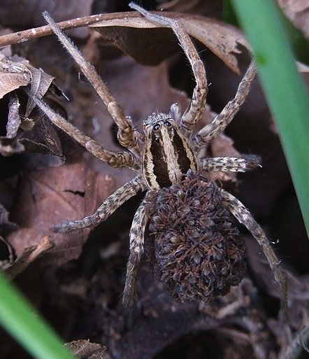 A wolf spiders carrying babies on it's back