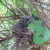 About a week after hatching. About a week after hatching.