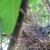 About ten days after hatching. The next morning the babies were gone. About ten days after hatching. The next morning the babies were gone.
