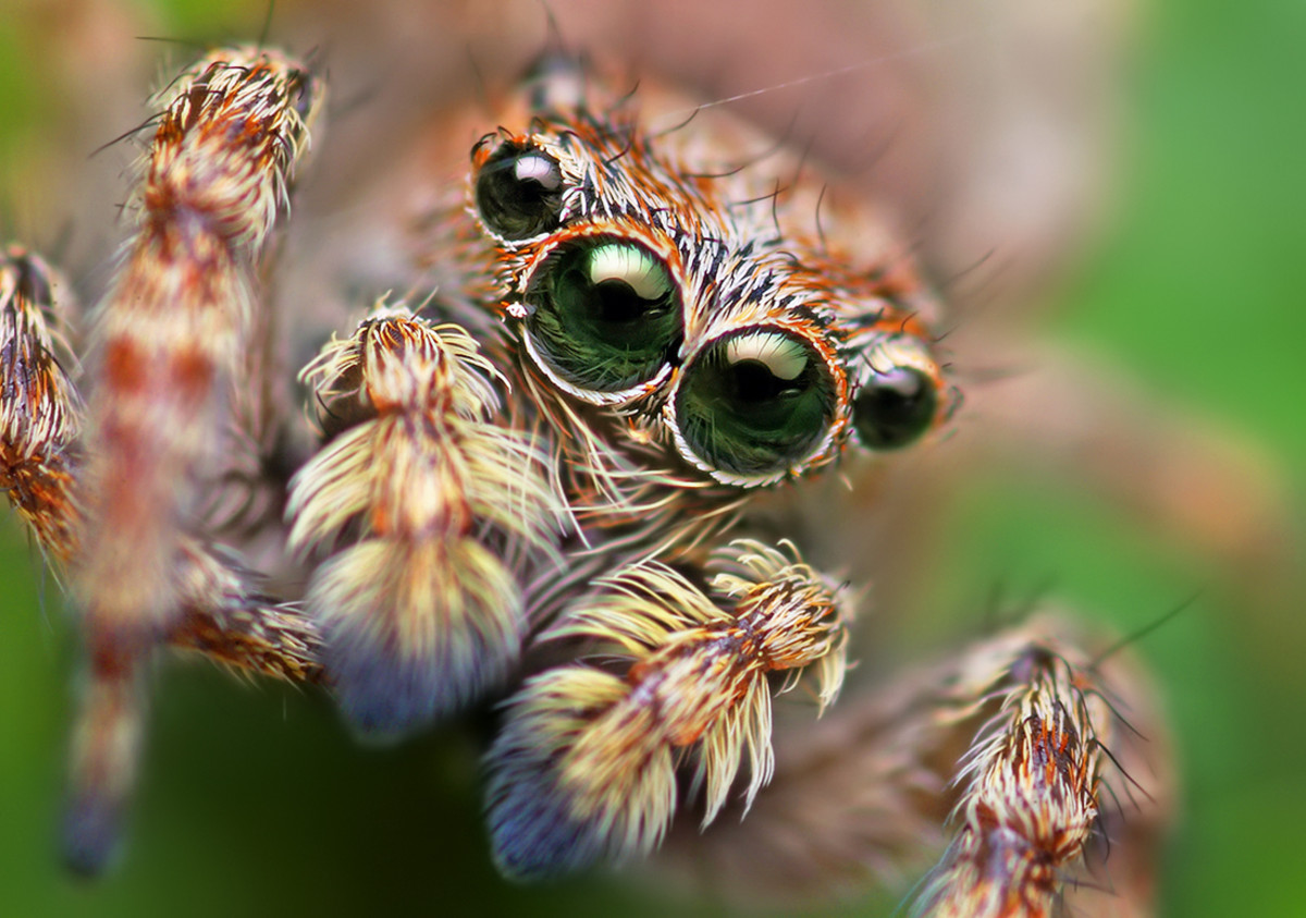 What are the most dangerous types of spiders?