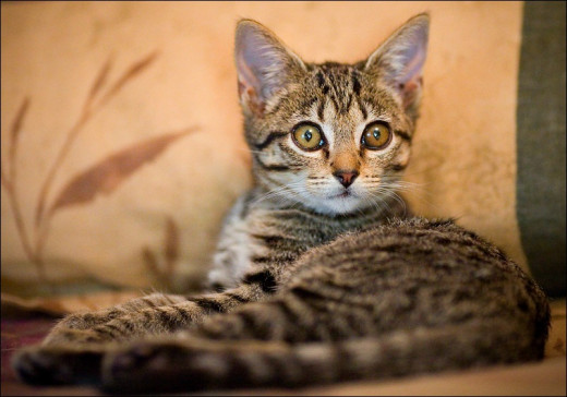 Example of two different shades of golden eyes