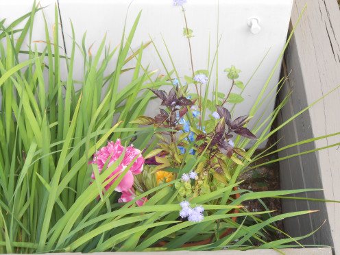 Clay flower pot loaded with summer perennials.