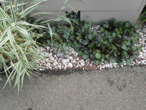 Ajuga reptans, hens and chicks, and a yellow sedum complete the utility box façade.