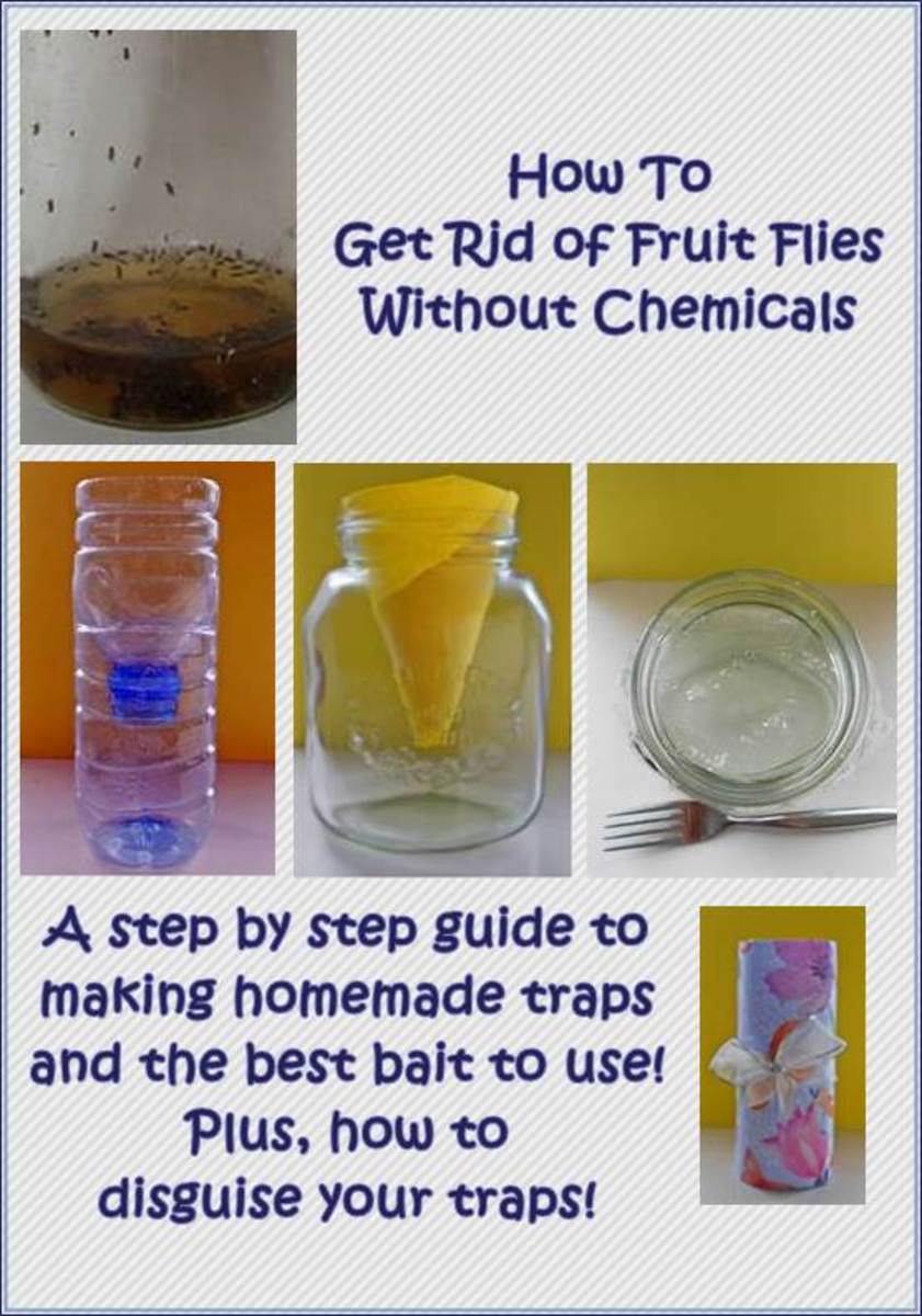 how do i get rid of fruit flies