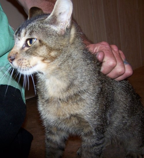 overall "agouti" coat on Caspar