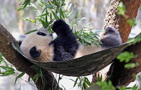 This little guy has no worries.