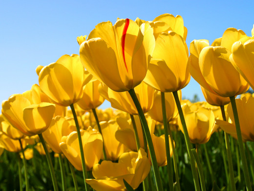 April showers bring beautiful spring flowers.