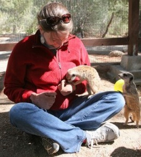 Meerkats As Pets Meerkats As Pets