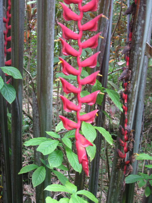 Red Wings (Heliconia Lgissima) flowers