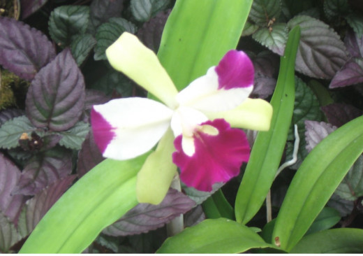 Orchid - Hawaii Tropical Botanical Garden