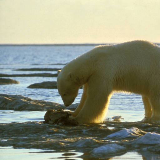 Scientists believe that polar bears can smell seals from 20 miles away.