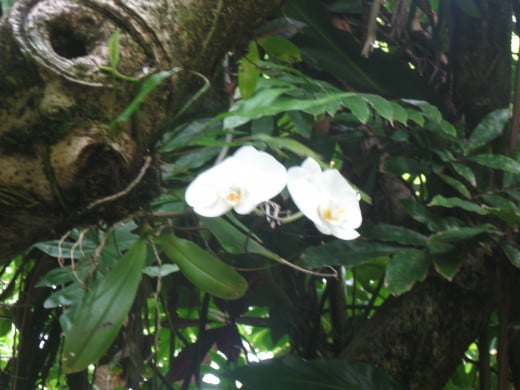 Epiphyte orchid growing in a tree - Hawaii Tropical Botanical Garden