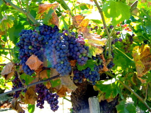 French Grapes