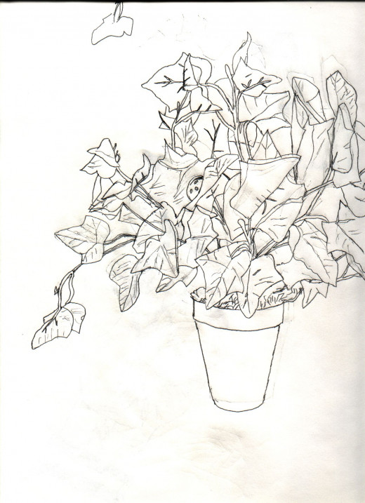 This is a drawing of the potted plant and what it actually looks like.