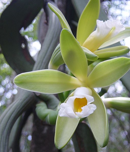 Vanilla chamissonis flower, native to South America.