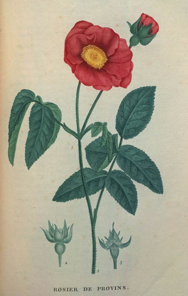 Rosa gallica, one of the ancestors of many modern hybrid roses.