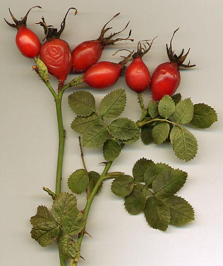 Mature rose hips and leaves from Rosa rubiginosa.