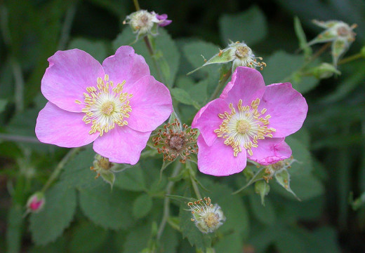 Rosa californica, one of the several native american wild roses.
