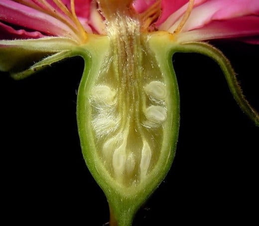 Cross-section of the hypanthium whihc later develops into a rose hip if pollinated.