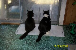 Freddie (on the right) looking out the glass sliding doors he used to pee on from the outside. 