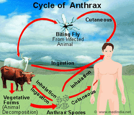 Anthrax cycle