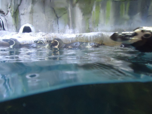 underwater zoo