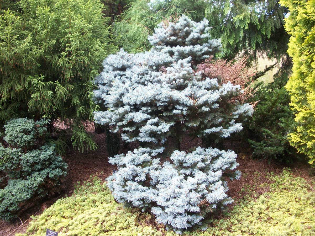 Dwarf Colorado Spruce (Picea pungens 'Glauca Globosa')
