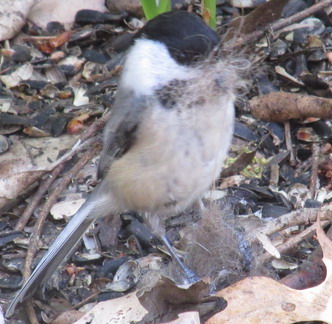 This little chickadee found some animal fur; just right for the soft interlining of its nest.  More chickadees!