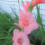 The delicate gladiolus. A perennial that grows from a bulb. The delicate gladiolus. A perennial that grows from a bulb.