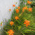 Daylily, often seen growing along the side of the road. Daylily, often seen growing along the side of the road.