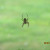 A spider hanging from his web. A spider hanging from his web.