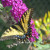 A butterfly on my butterfly bush. A butterfly on my butterfly bush.