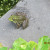 A frog sunning himself beside the pond. A frog sunning himself beside the pond.