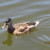 Duck number two. Duck number two.