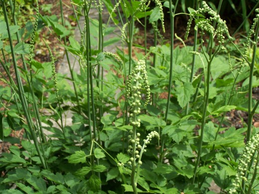 Black Cohosh, or Actaea racemosa is also known as black bugbane, black snakeroot, and fairy candle.